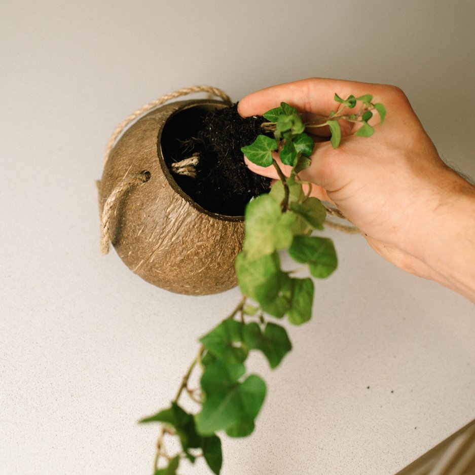 Coconut Planter with Jute Twine